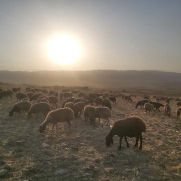 בקעת הירדן, עוג'ה: ליווי רועים