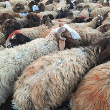 סמרה: הכבשים ממתינות לחיסון