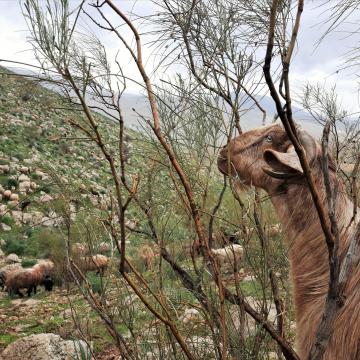 סמרה, צפון בקעת הירדן: עז אוכלת משיח הרותם