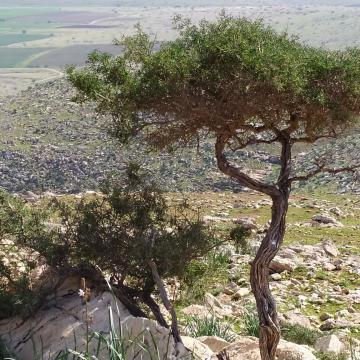 בקעת הירדן: עיצוב הנוף בפי הכבשים והעיזים