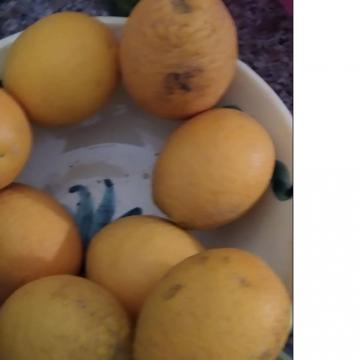 בקעת הירדן: ארוחה במרעה, תפוזים בטעם של פעם