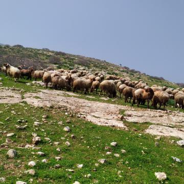 עדר של רועים מחמרה הפלסטינית