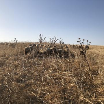 כבשים מלחכות עשב בשדה יבש 