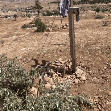 דרום הר חברון: מי השחית את עצי הזית של הפלסטינים