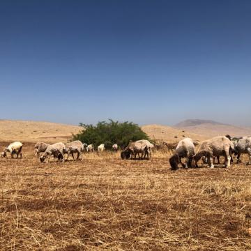 ליווי רועים מח'לת מכחול: כבשים גזוזות במרעה צחיח