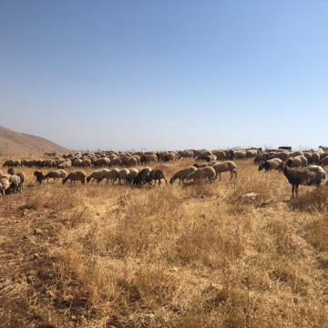 ליד חמדת: השדה שנרמס ונאכל על ידי עדר של מתנחלים