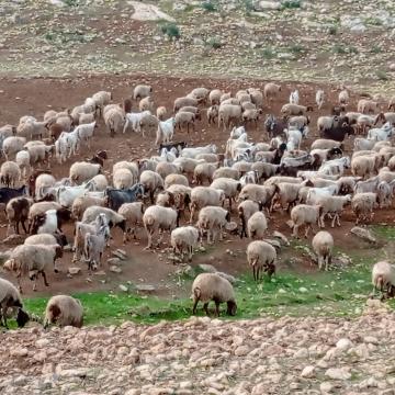 בקעת הירדן: העדר של י' ממקחול במרעה