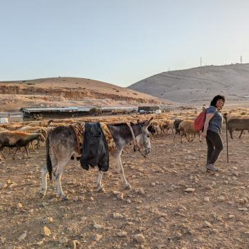 ליווי רועים בבקעת הירדן: נאוה מלווה את העדר של י' מתחת לבסיס הצבאי