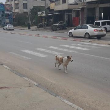 חווארה: רק כלב משוטט ברחוב הריק 