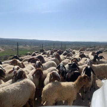 כבשים על הדרך לגוון