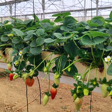 The strawberries in Mahmoud's greenhouses, Fasail