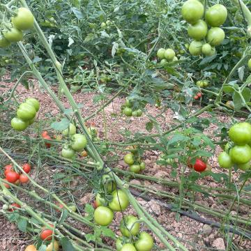 בקעת הירדן: עגבניות בשדה של מחמוד