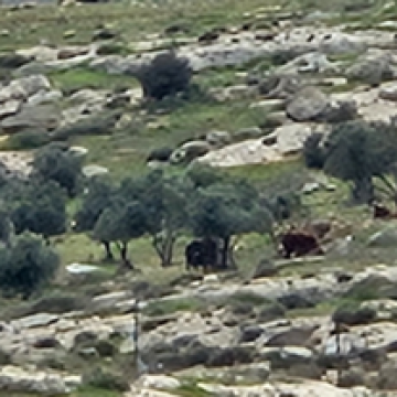 סוסיא - עגלים מהתנחלות סוסיא רועים תחת עצי הזית של עזאם 