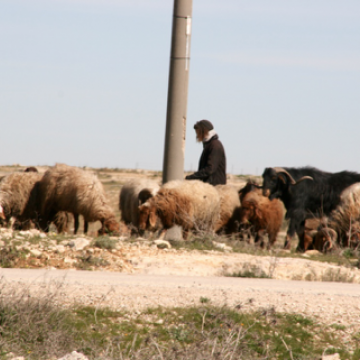 דרום הר חברון: מתנחל ועדרו רועים באדמות פלסטיניות