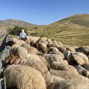 הכבשים של הרועה נידאל, אזור חמרה בקעת הירדן