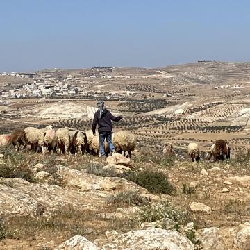 זוידין - הרועה מוביל את העדר לאזור השחון שהוקצה לו