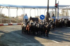 ותיקות המחסום, העזים, עוברות למרעה במרחב התפר