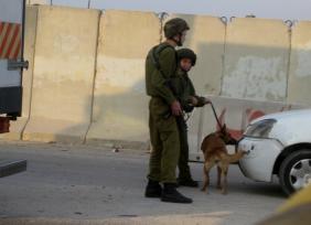 כשהכלב סובב את הרכב הכלבנית מגלה שהיא מצולמת