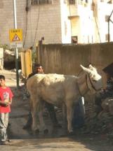 Bathing the Messiah’s donkey