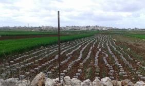 החקלאות של דיר באלוט