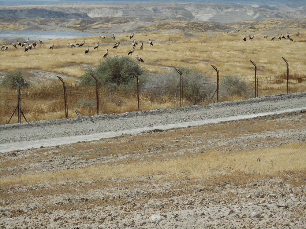 storks in bikaat hyarden  Daphne 19.5.16.jpg