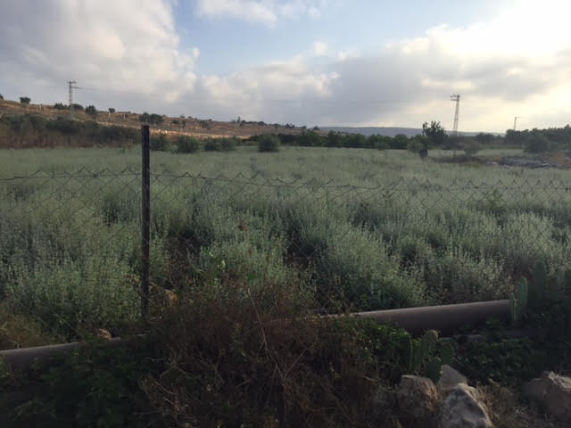 זעתר בשדות פלמה.jpg