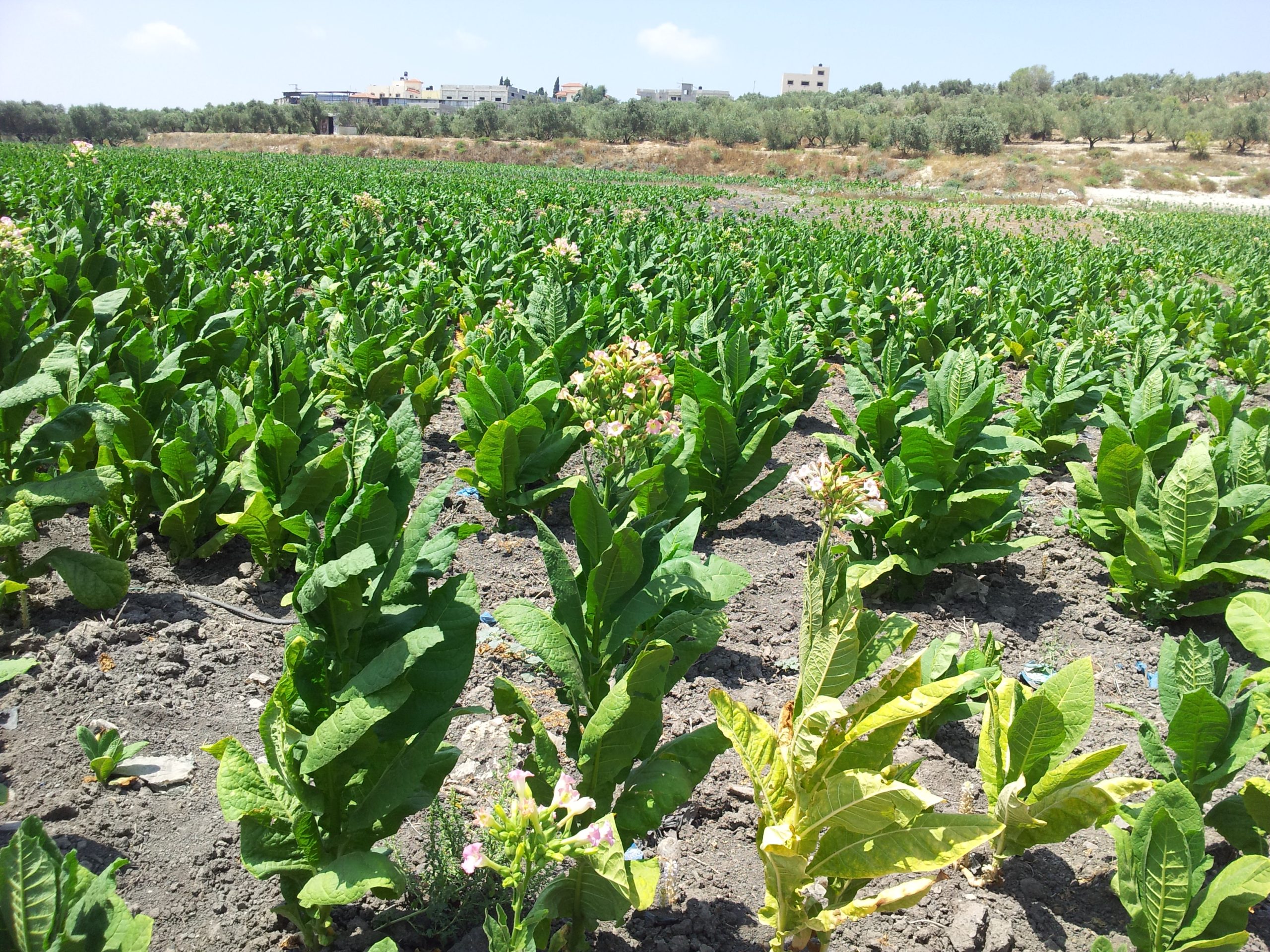 Tobacco field tura.jpg