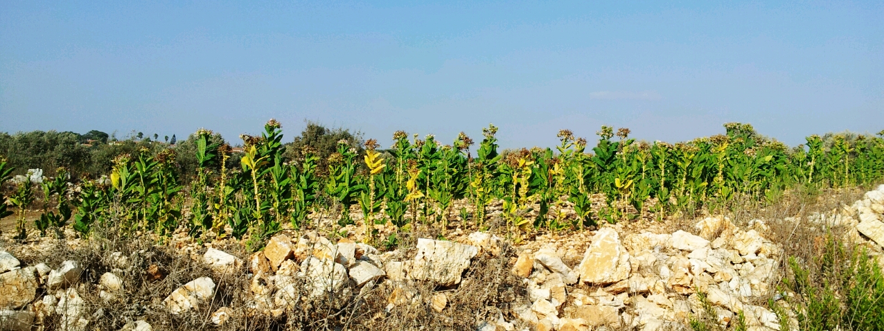 2016-08-24 TABAQ.jpg