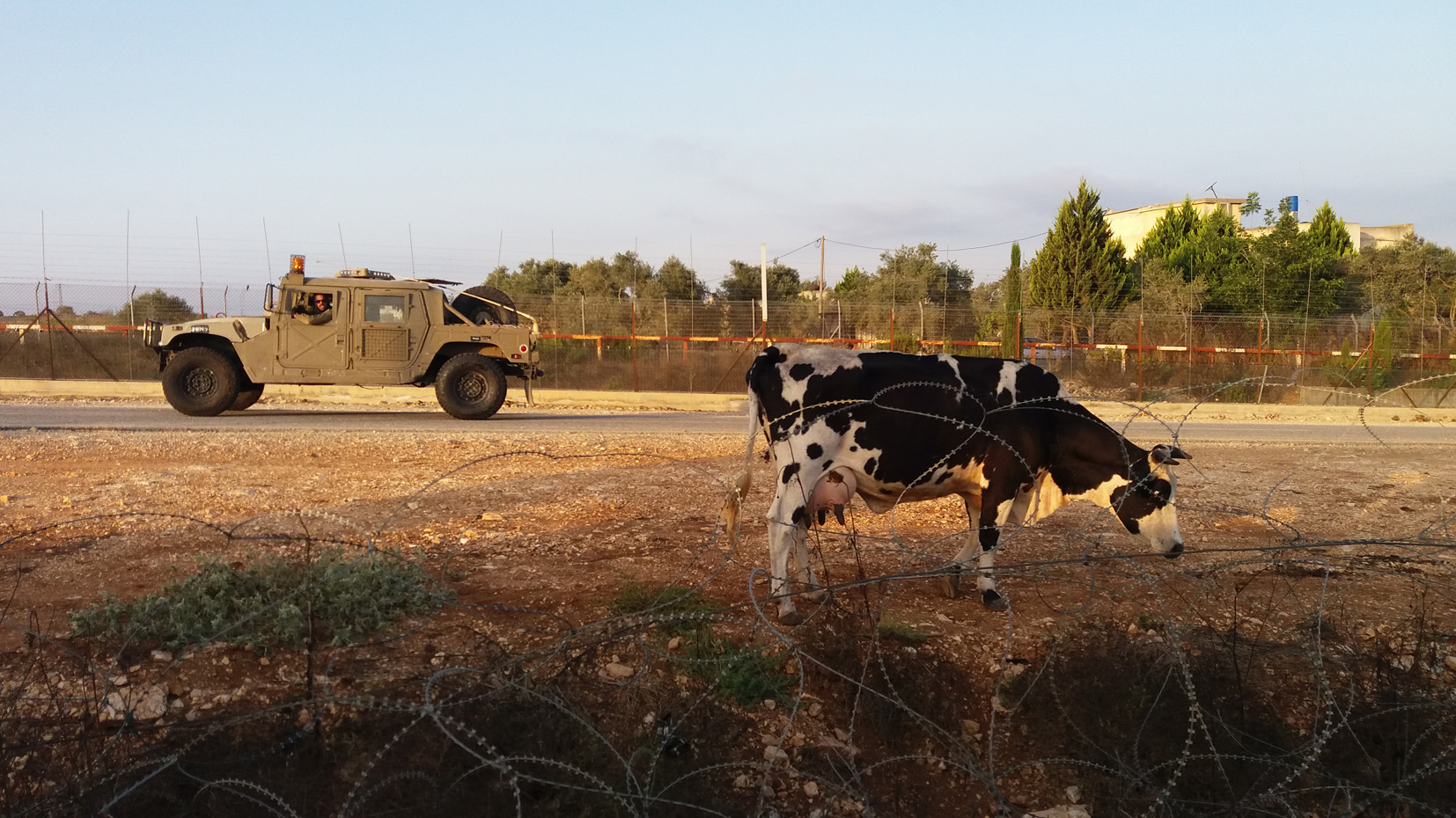 פרה תועה בין הגדרות ליד מחסום טורה..jpg