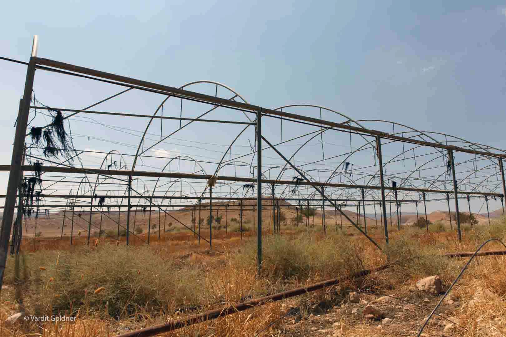 1245 - החממות במשק של פ' בפרסייה..jpg