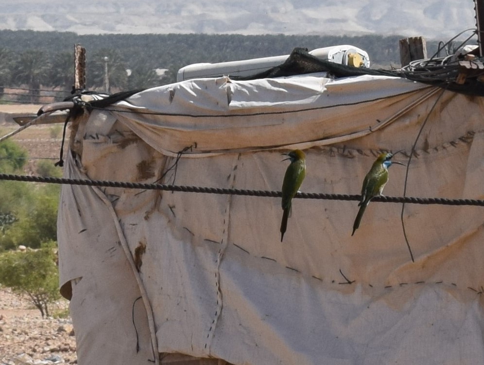 זוג שרקרק גמדי .jpg