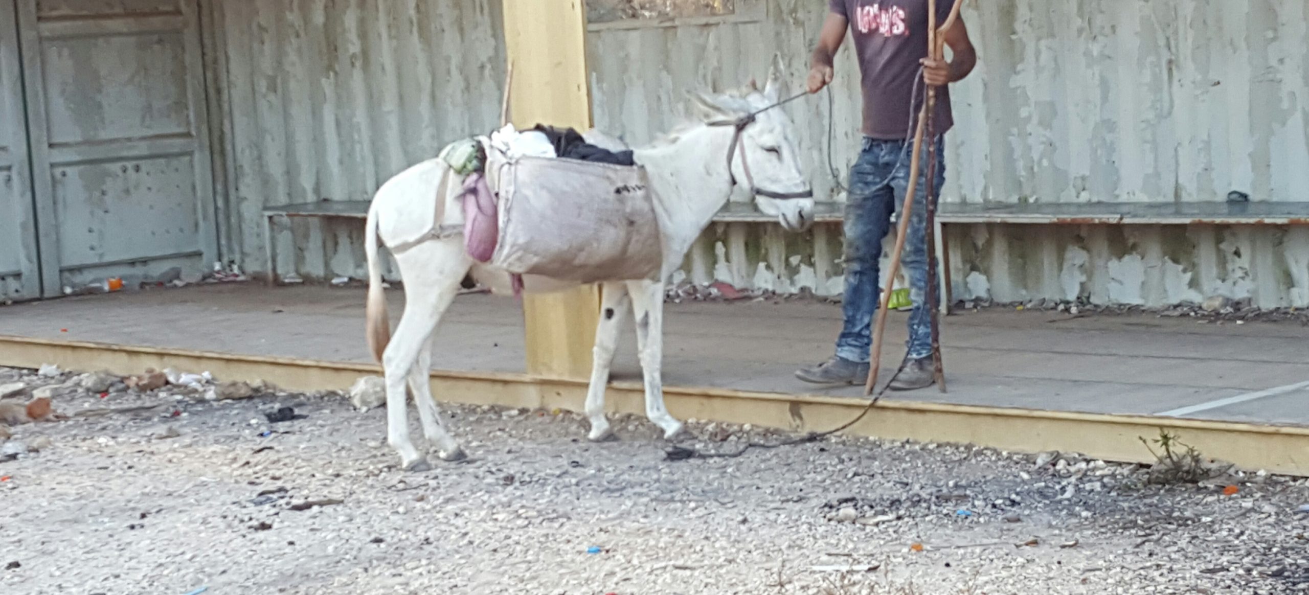 חמור לבן בשקד או עאנין.jpg