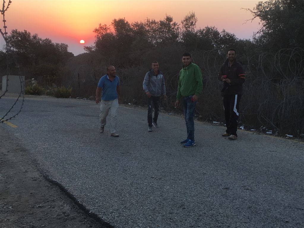 עאנין יוצאים למסיק עם שחר.jpg