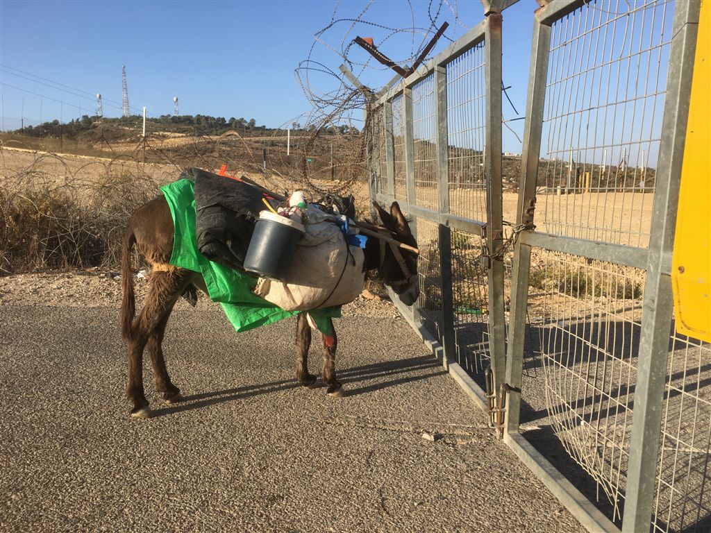 החמור של רחמה מגיע לבדו עם פרי עמלה אל השער.jpg