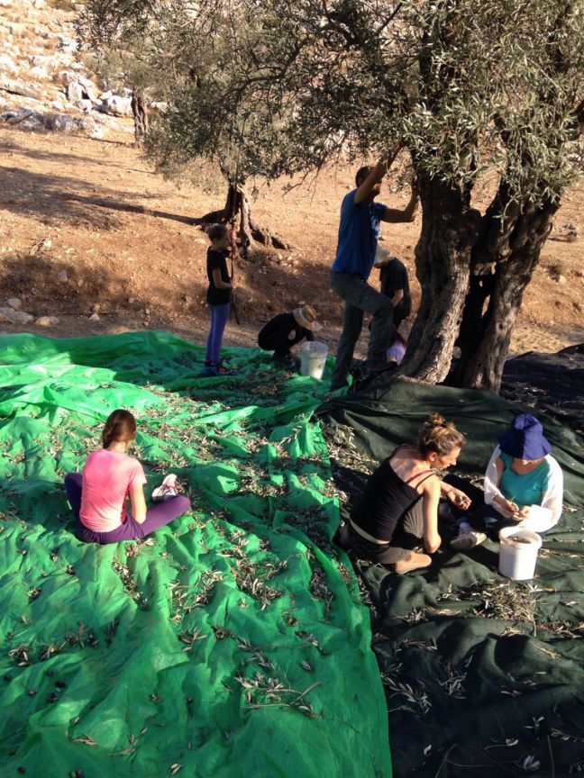 29.10 helping Rahama to harvest.jpg