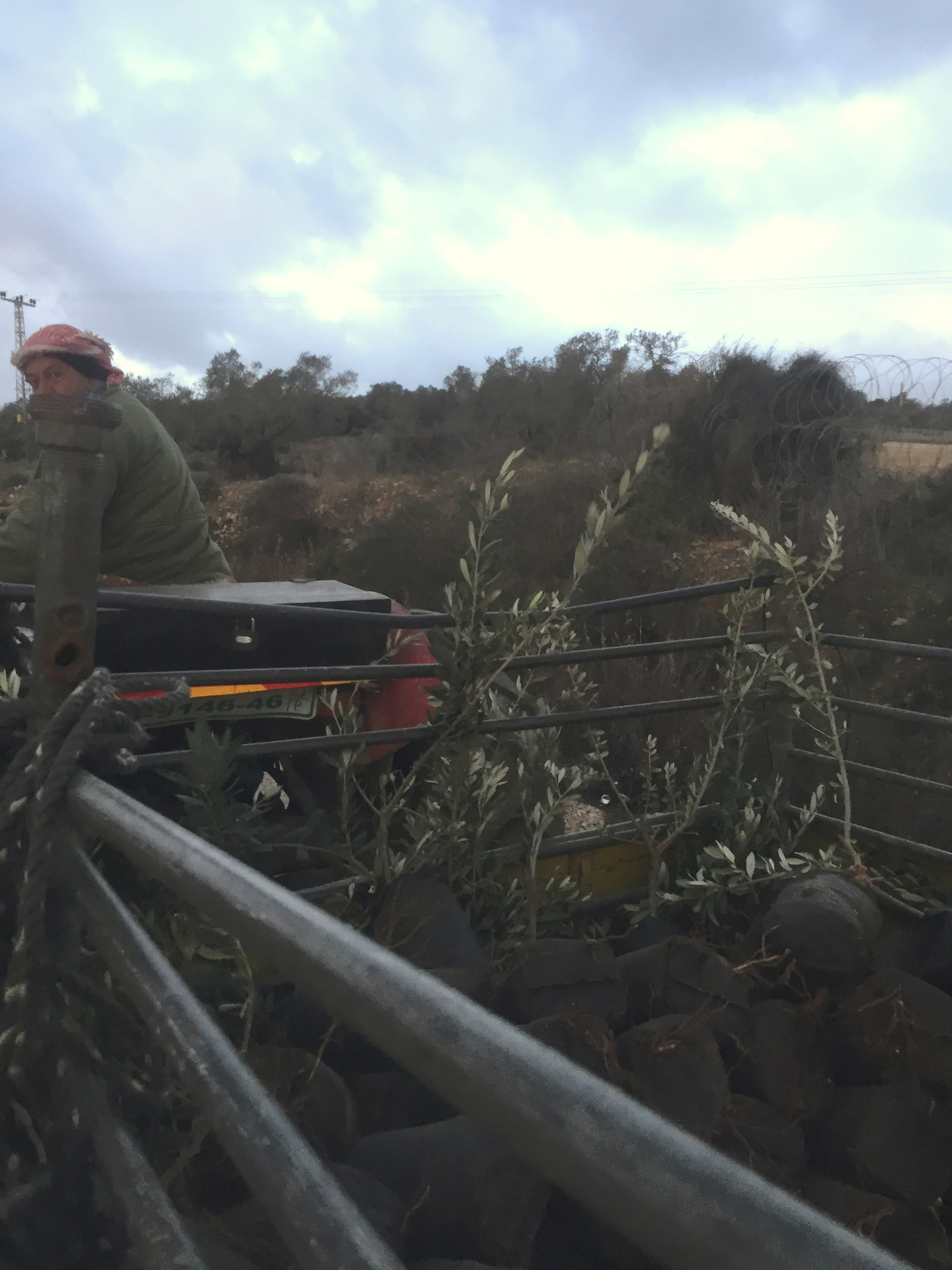 שתילי זיתים צעיריםלמטע בענין.png