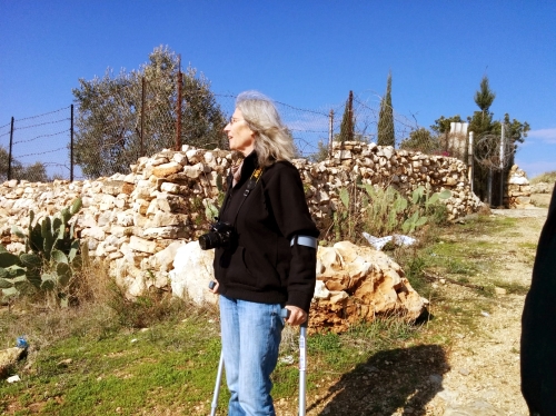 vineyard olive grove.jpg