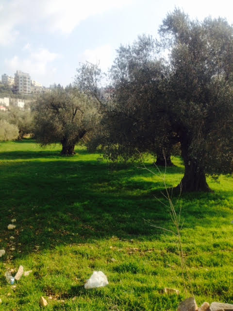 עצי זית עתיקים בואדי שבעה.jpg