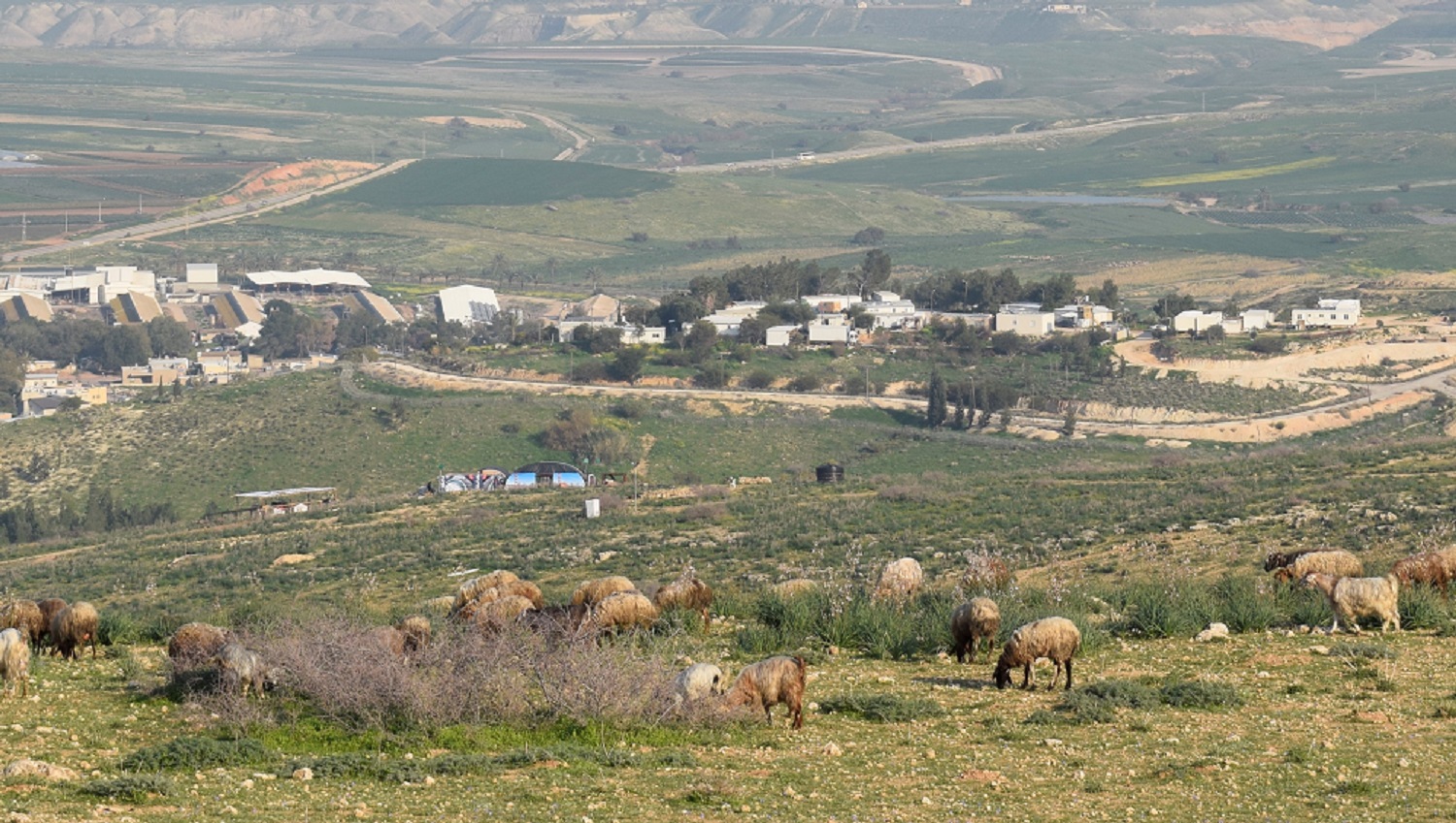 21.2.17 הכבשים עוברות בקרבת המאחז.jpg
