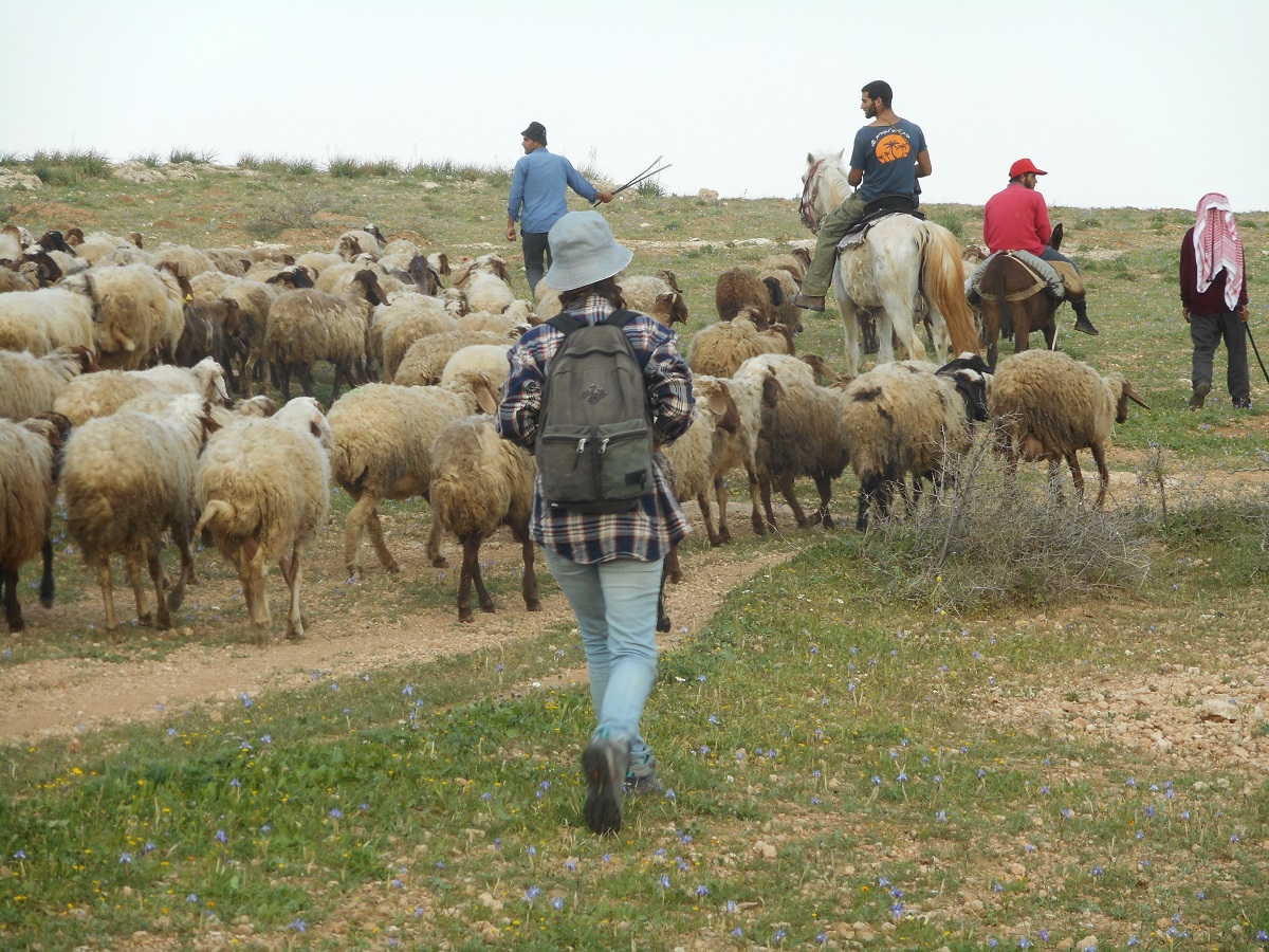 המתנחל בתוך העדר , עוד מתנחל נמצא מצדו השמאלי של העדר.jpg
