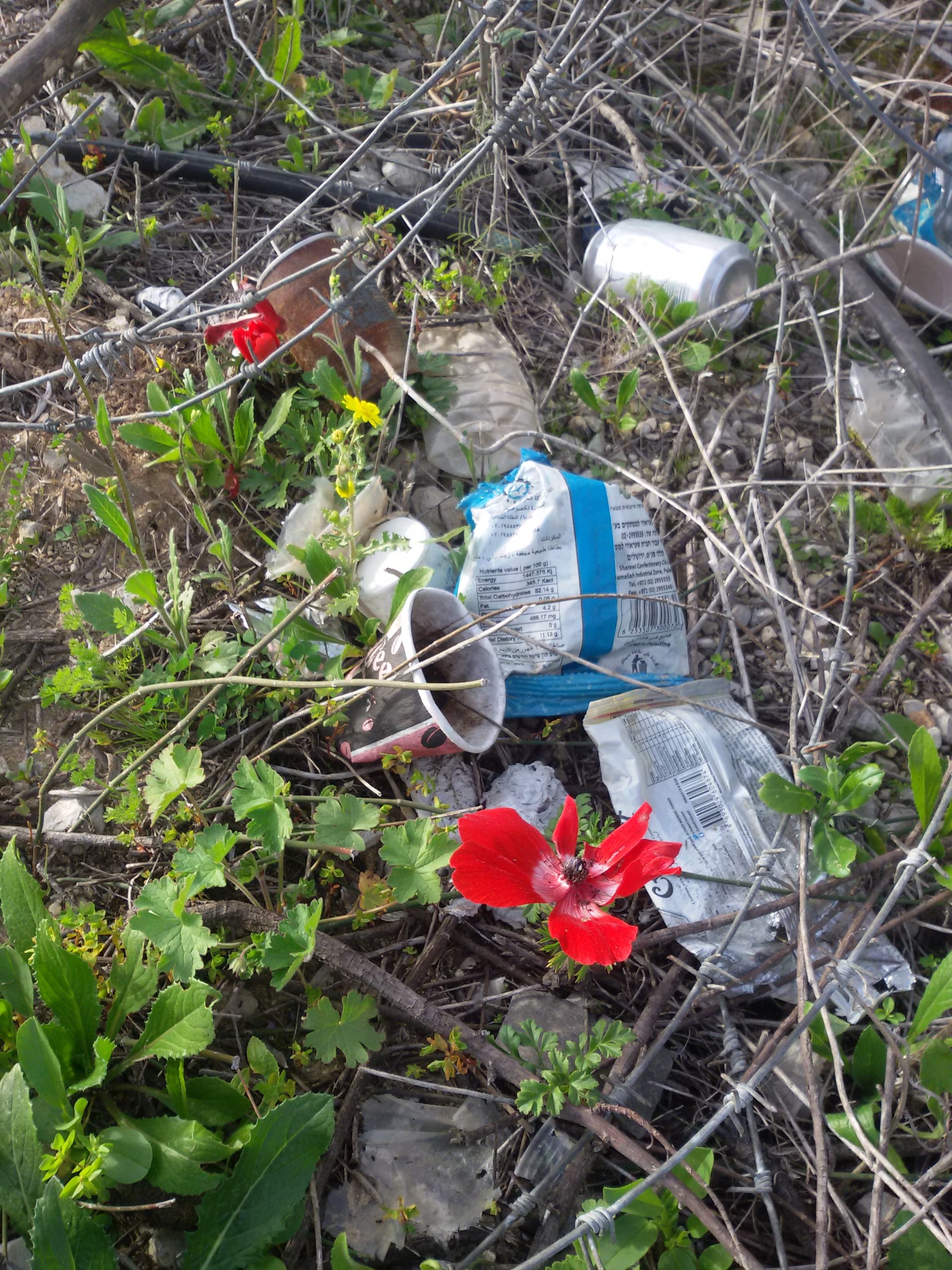 Anin 27.2.2017 tami ritov Anemone in a field of waste.jpg