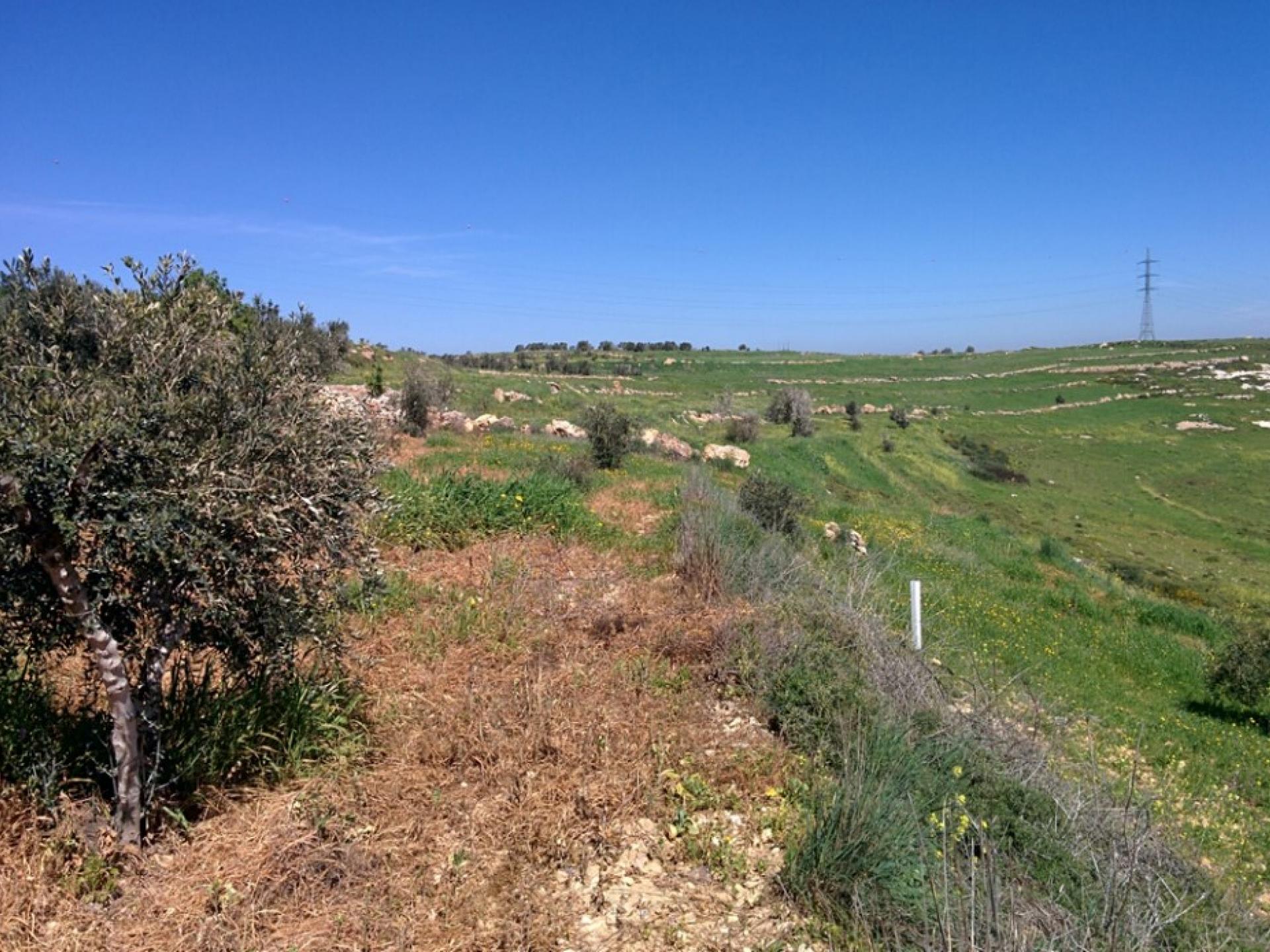 Palestinian grove close to the Havat Gilad outpost
