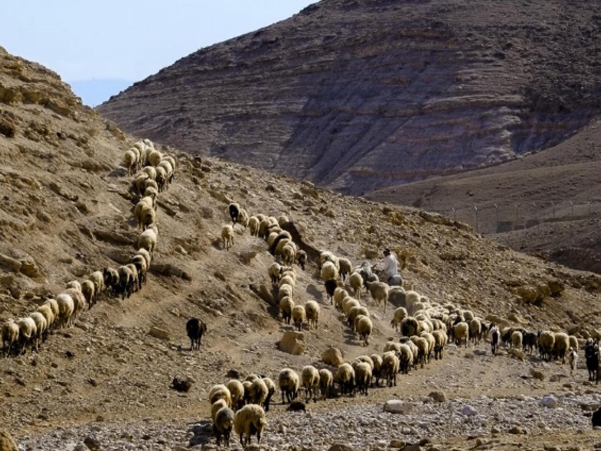 עוג'ה, העדר חוזר למאהל כשהחום נעשה בלתי נסבל