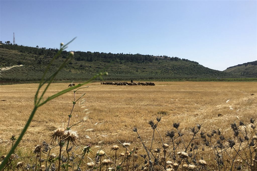 למרגלות התנחלות מבוא דותן: רועים פלסטינים בשדה שלף