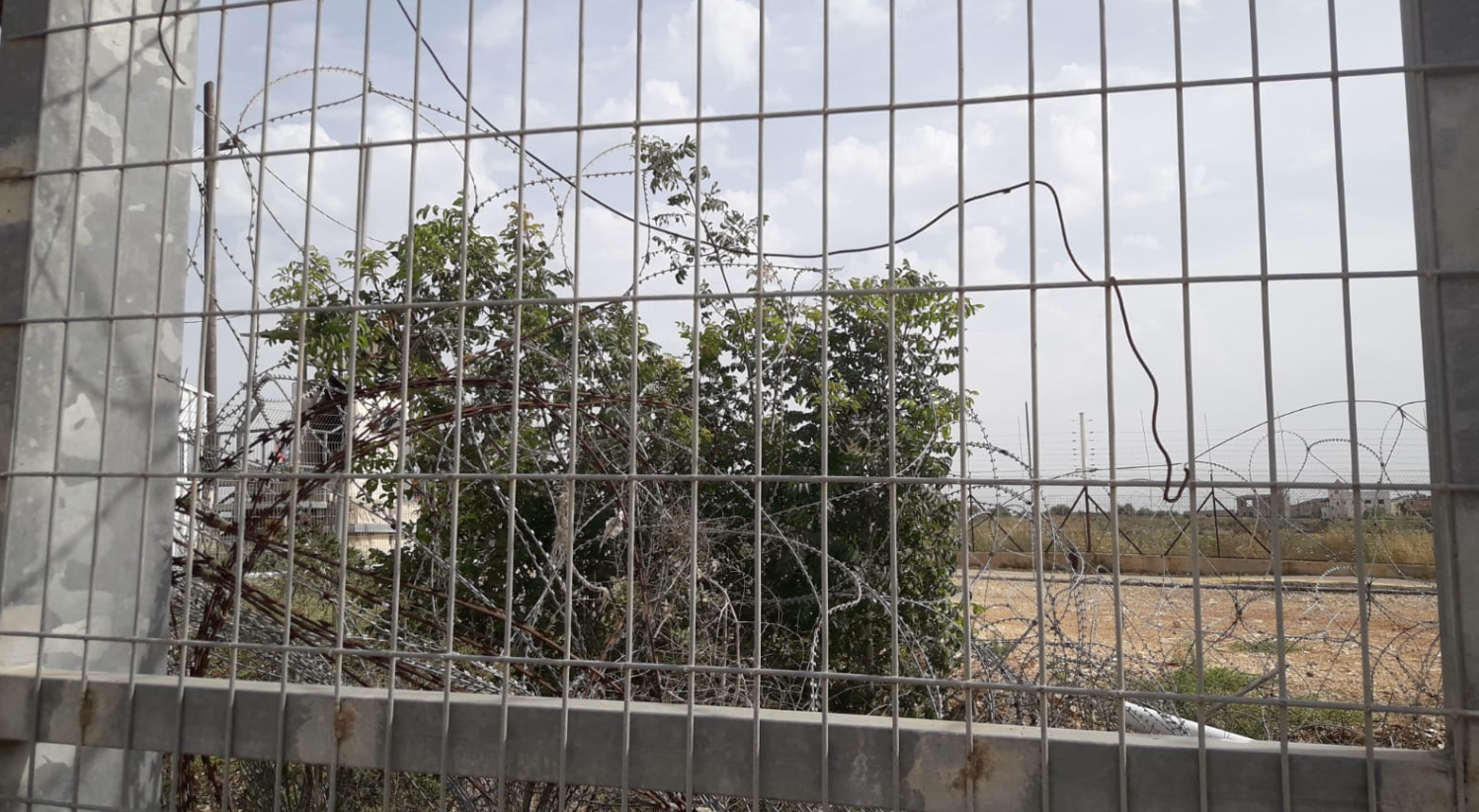 מחסומי הצפון: עץ זית מסכן, עטוף בחוטי תייל ובגדר