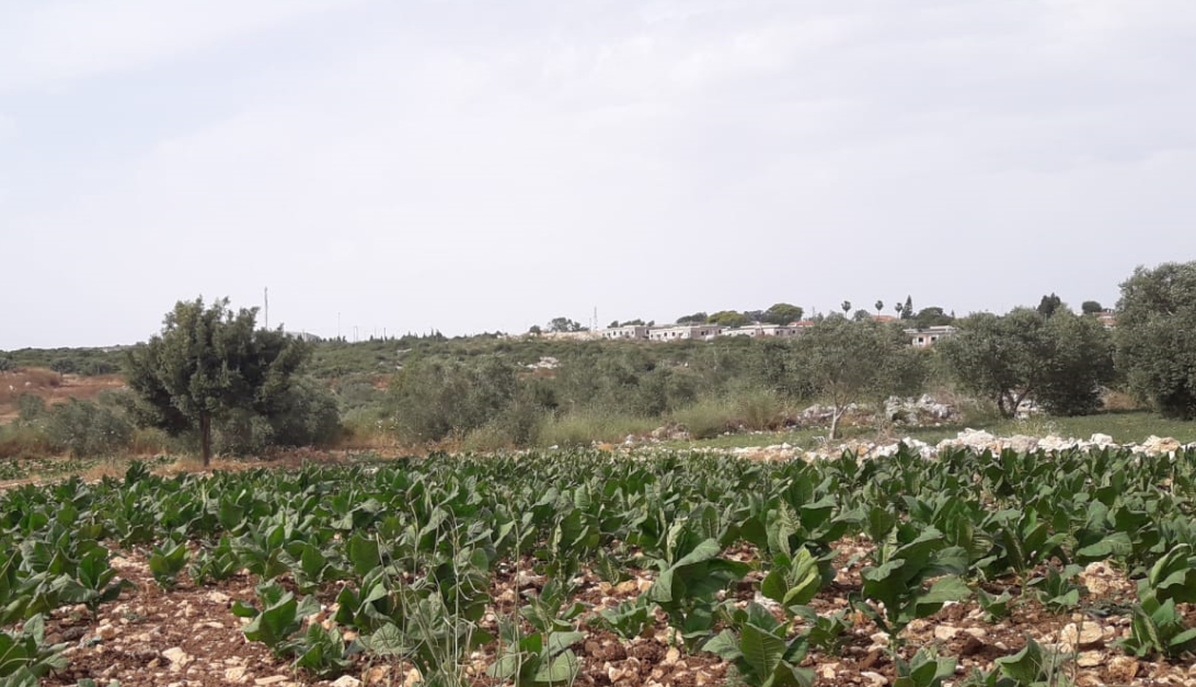 בתי ההתנחלות שקד מתקרבים למחסום