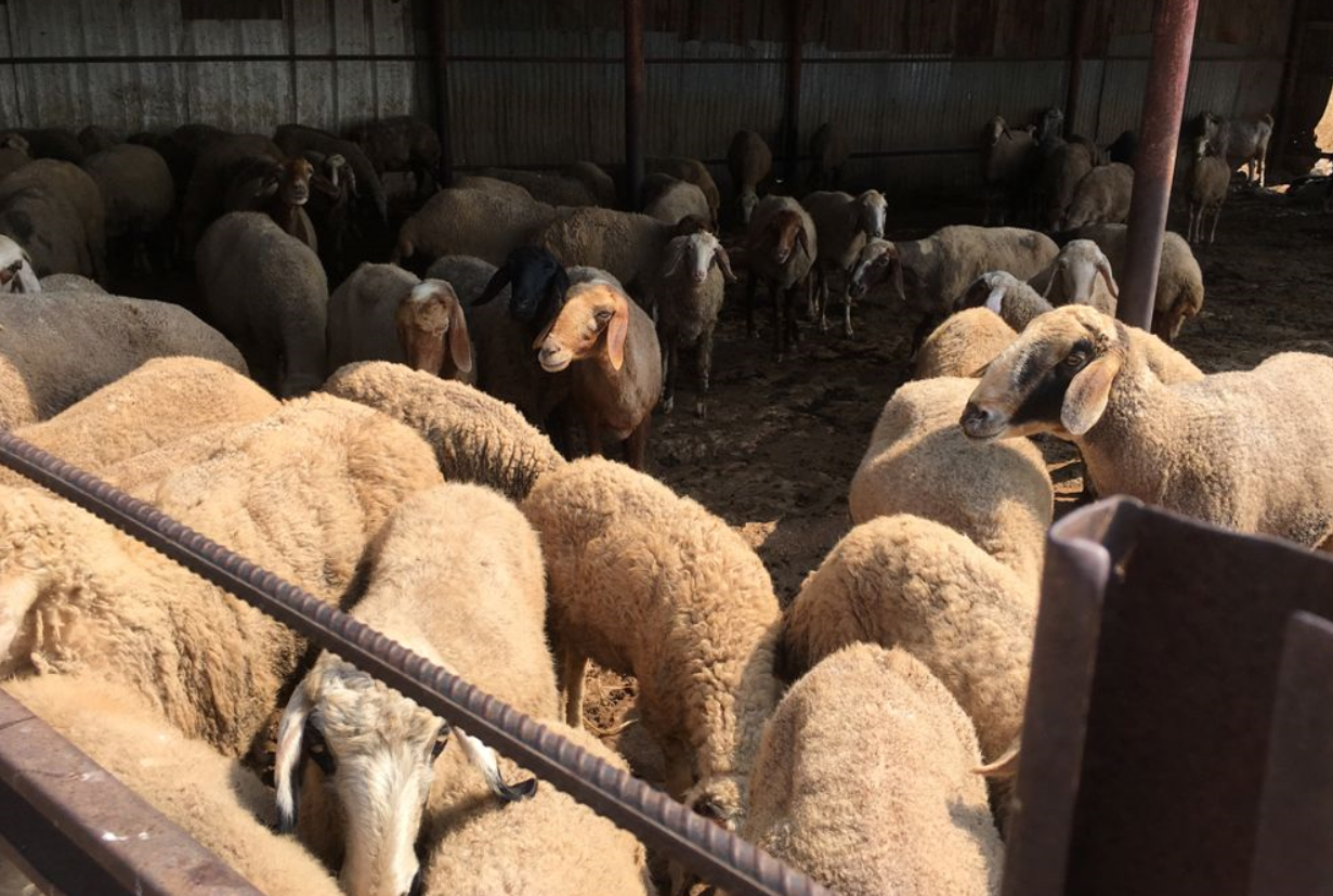 הדיר של הבדואים