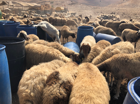 The sheep searching for shade and water 