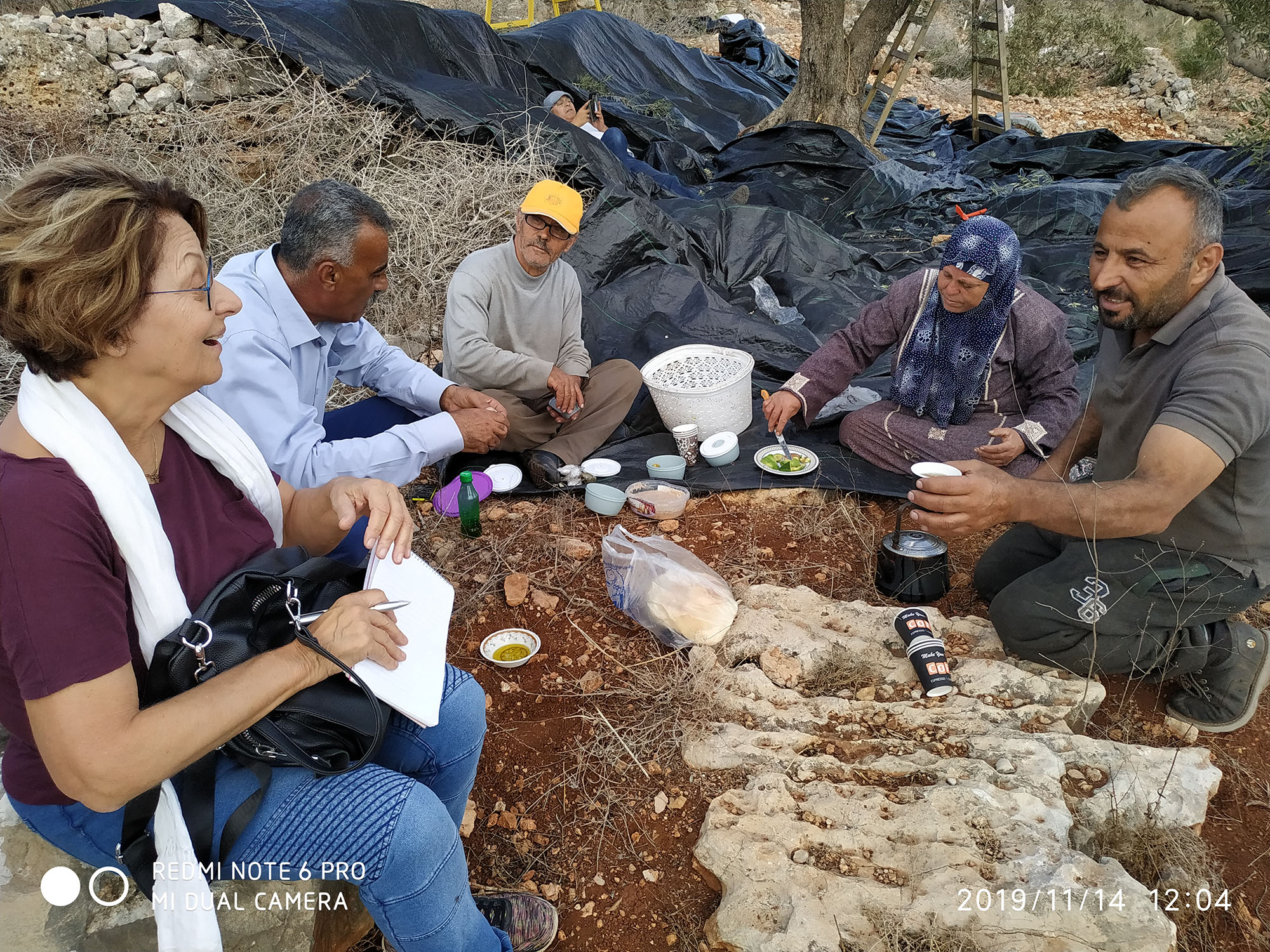 מנוחה בעת המסיק ליד עצי הזית הכרותים