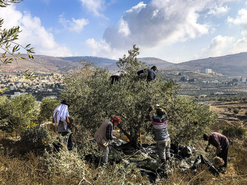 בורין, מסיק זיתים עם צוות של פעילישלום. בורין ברקע